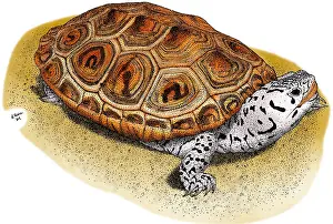 Emydidae Prints: Ornate Diamondback Terrapin
