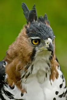 Hawk Prints: Ornate Hawk Eagle