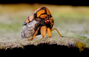 Nymphs Prints: Ornate Hopper Nymph