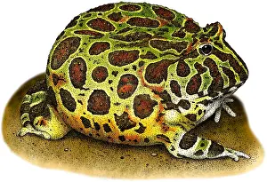 Ceratophrys Prints: Ornate Horned Frog