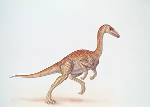Concept Prints: Ornithomimus