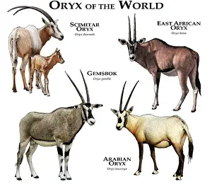 Arab Prints: Oryx of the World