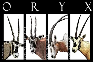 Ungulate Prints: Oryx of the World