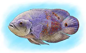 Graphics Prints: Oscar Fish