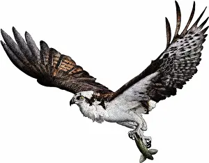 Hawk Prints: Osprey