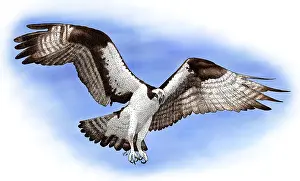 Hawk Prints: Osprey