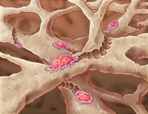 Pits Prints: Osteoclasts, illustration