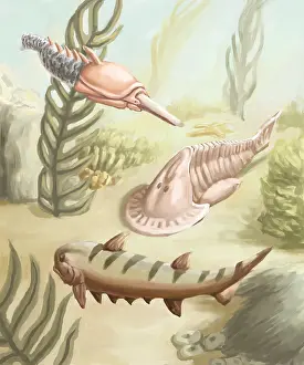 Primitive Prints: Ostracoderms and Placoderms