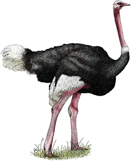Avian Prints: Ostrich