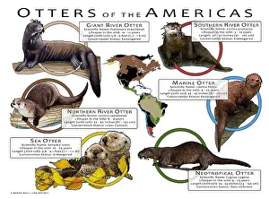 Neotropical Prints: Otters of the Americas