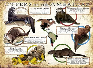 Neotropical Prints: Otters of the Americas