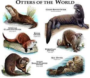 Poster Prints: Otters of the World