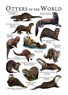 Neotropical Prints: Otters of the World