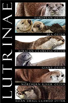 Europe Prints: Otters of the World