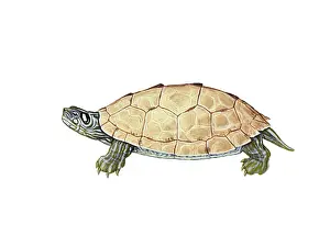 Maps Prints: Ouachita Map Turtle