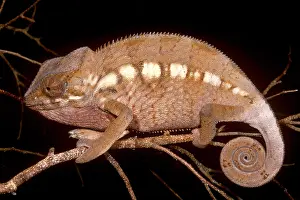 Chameleon Prints: Oustalet's Chameleon
