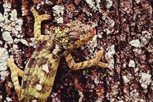 Misc 2 Prints: Oustalet's Chameleon