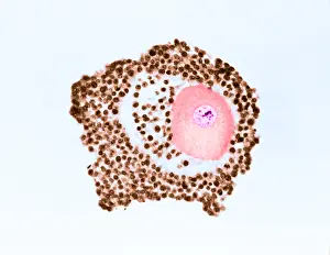 Reproductive Prints: Ovarian egg