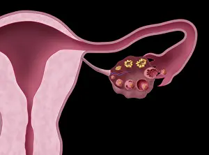 Primary Prints: Ovarian Follicles, Illustration