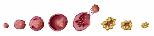 Primary Prints: Ovarian Follicles, Illustration