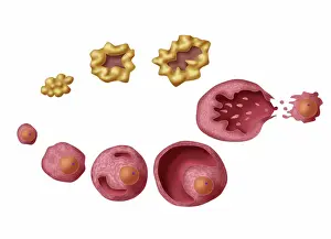 Primary Prints: Ovarian Follicles, Illustration