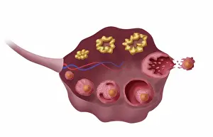 Primary Prints: Ovarian Follicles, Illustration