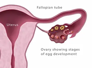 Primary Prints: Ovarian Follicles, Menstruation, Illustration