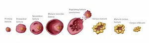 Reproductive Prints: Ovarian Follicles, Menstruation, Illustration