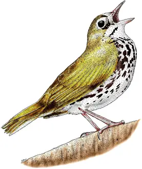 Birds Prints: Ovenbird