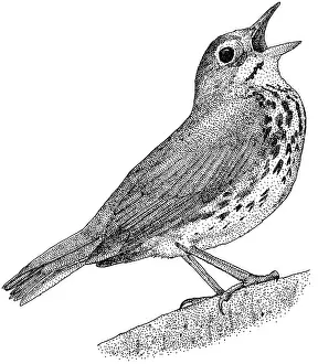Animals Prints: Ovenbird