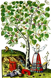 Poetry Prints: Ovid's Pyramus and Thisbe Myth