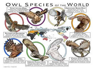 Maps Prints: Owl Species of the World