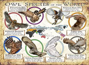 Prints: Owl Species of the World