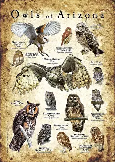 Barn Prints: Owls of Arizona