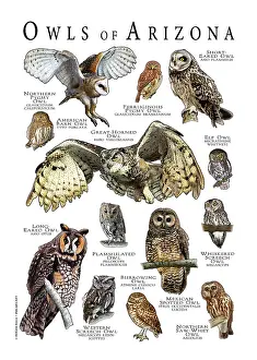 Barn Prints: Owls of Arizona