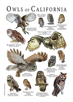 California Prints: Owls of California