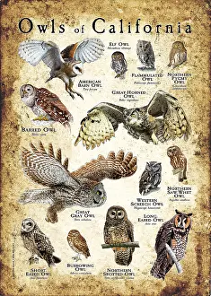 California Prints: Owls of California