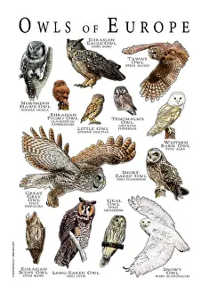 Europe Prints: Owls of Europe