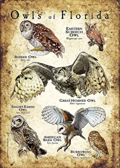 Barn Prints: Owls of Florida
