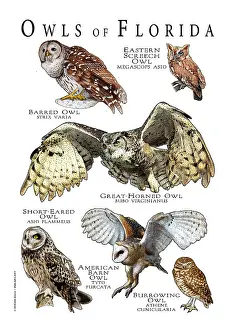 Barn Prints: Owls of Florida