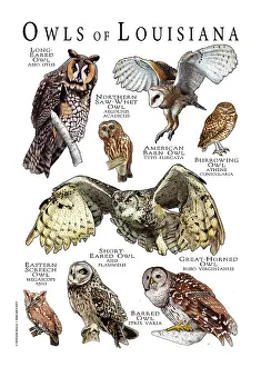 Barn Prints: Owls of Louisiana