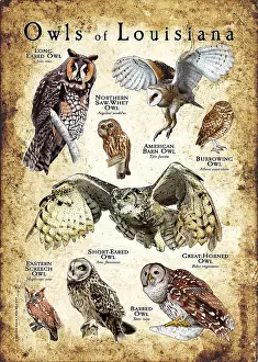 Barn Prints: Owls of Louisiana