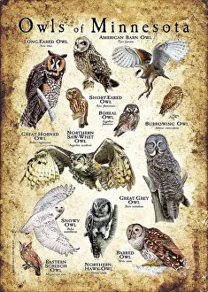 Gray Prints: Owls of Minnesota