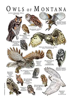 Barn Prints: Owls of Montana