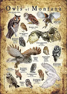Barn Prints: Owls of Montana