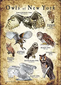 York Prints: Owls of New York
