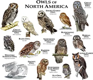 Poster Prints: Owls of North America