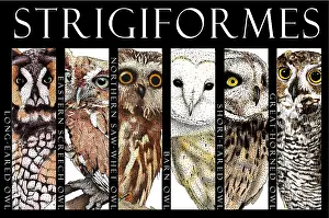 Spotted Prints: Owls of North America