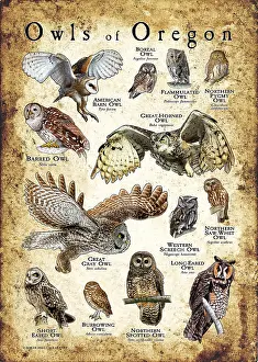 Barn Prints: Owls of Oregon