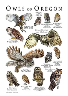 Barn Prints: Owls of Oregon